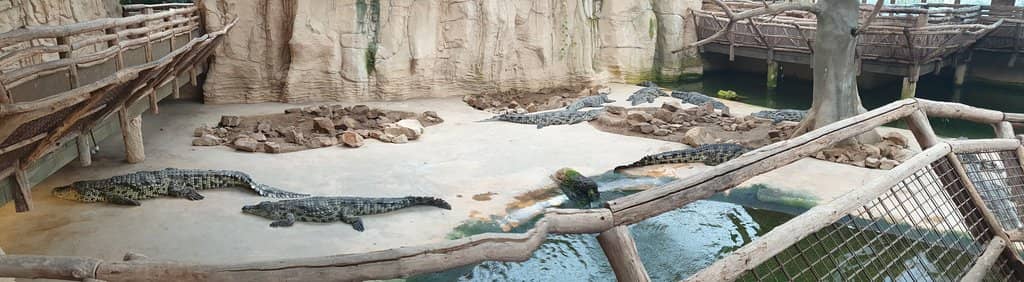 Mississippi Albino Alligators