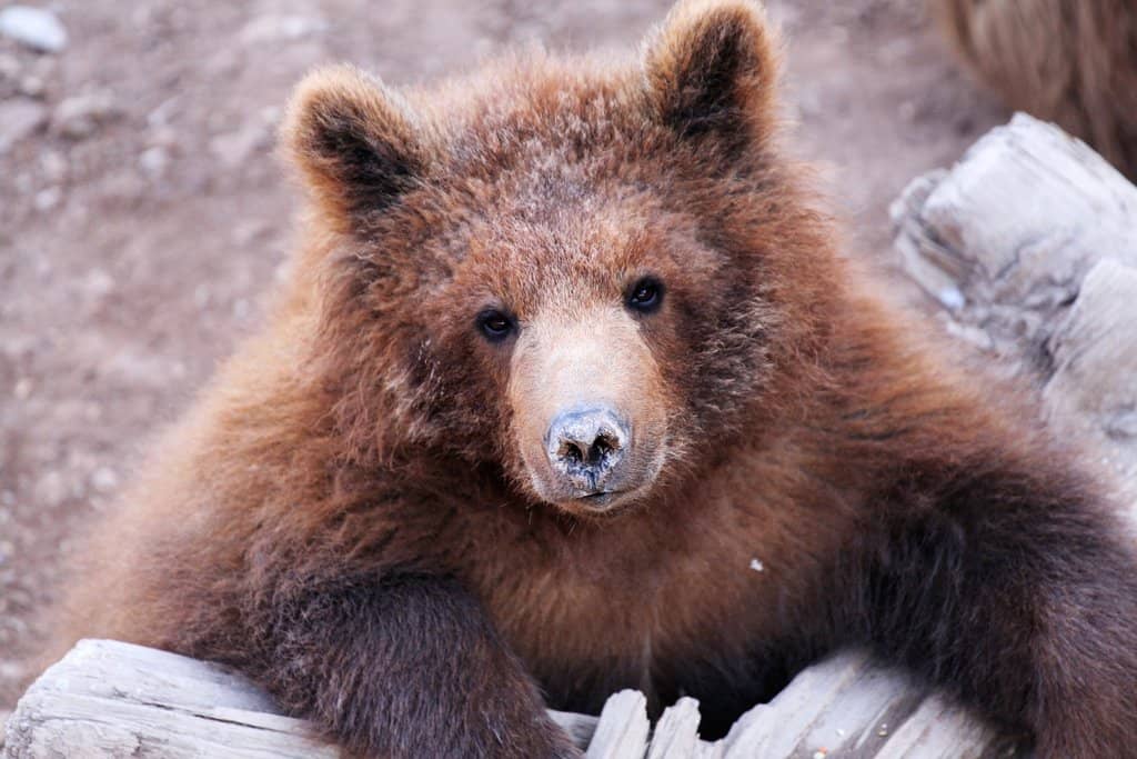 Majestic Rhinos & Giraffes