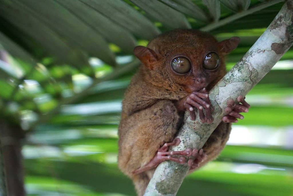 Conservation Efforts