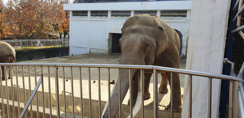 Modest Zoo Exhibits