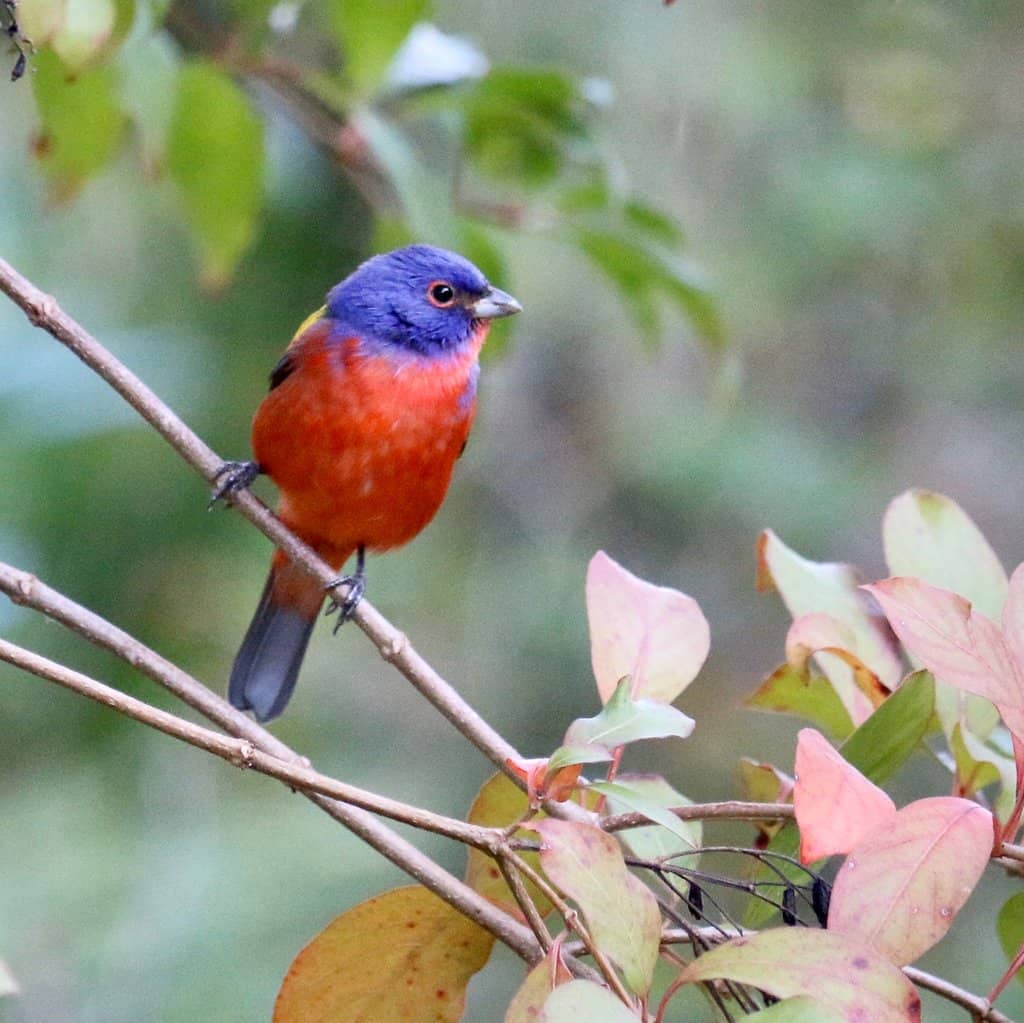 Southeastern Sunflowers