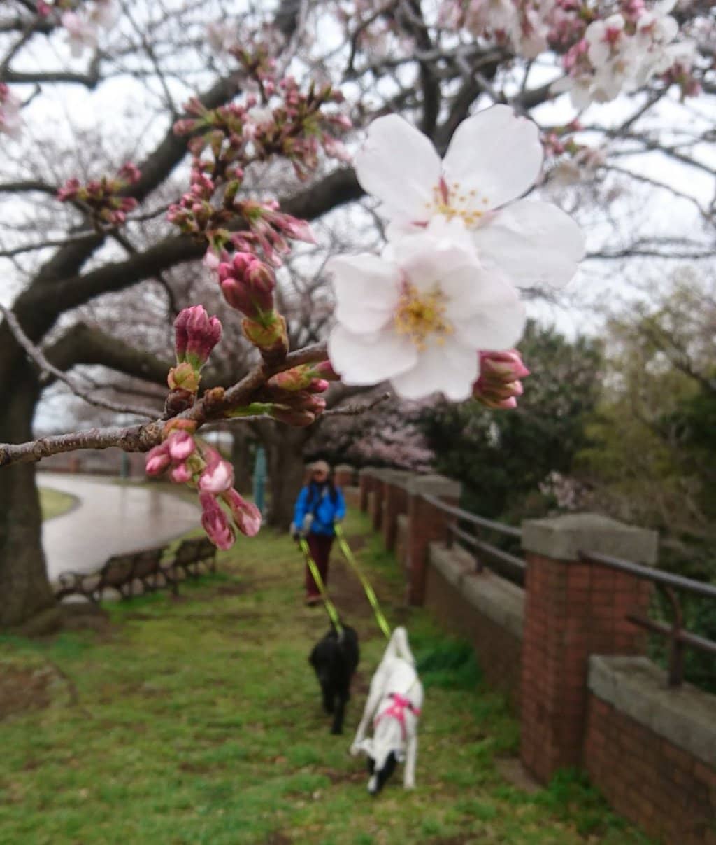 Expansive Green Fields