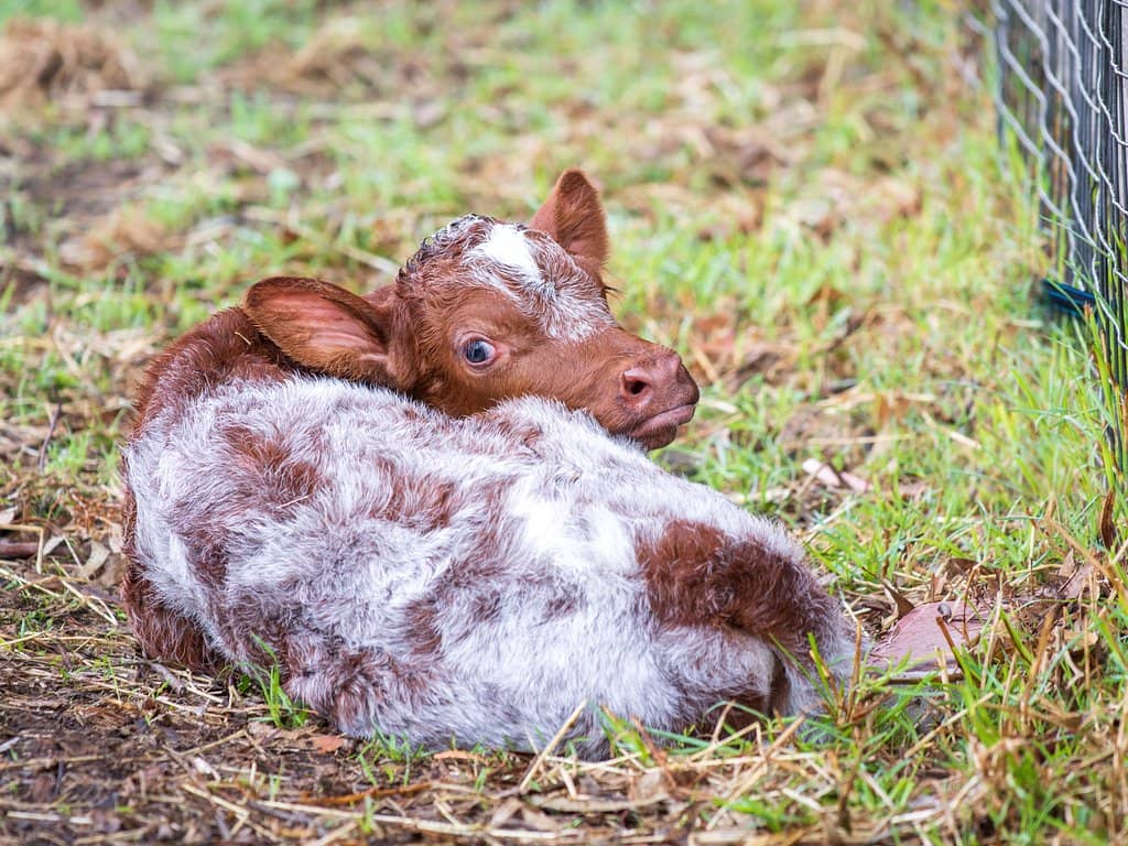 Meet the Farm Animals