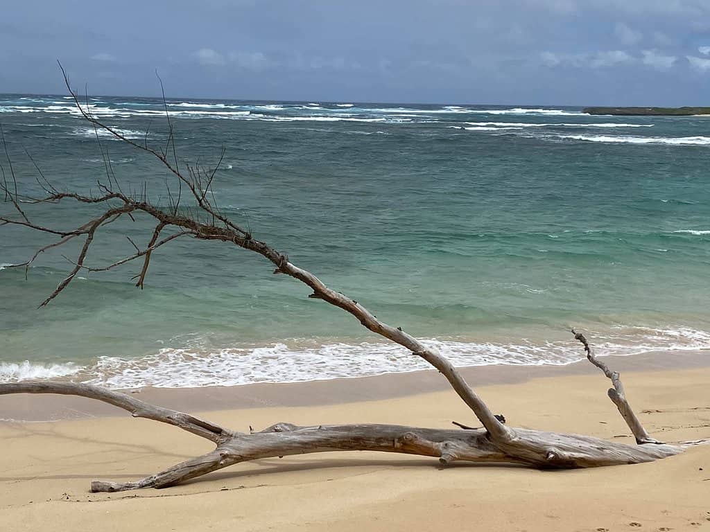 Bird Sanctuary Island