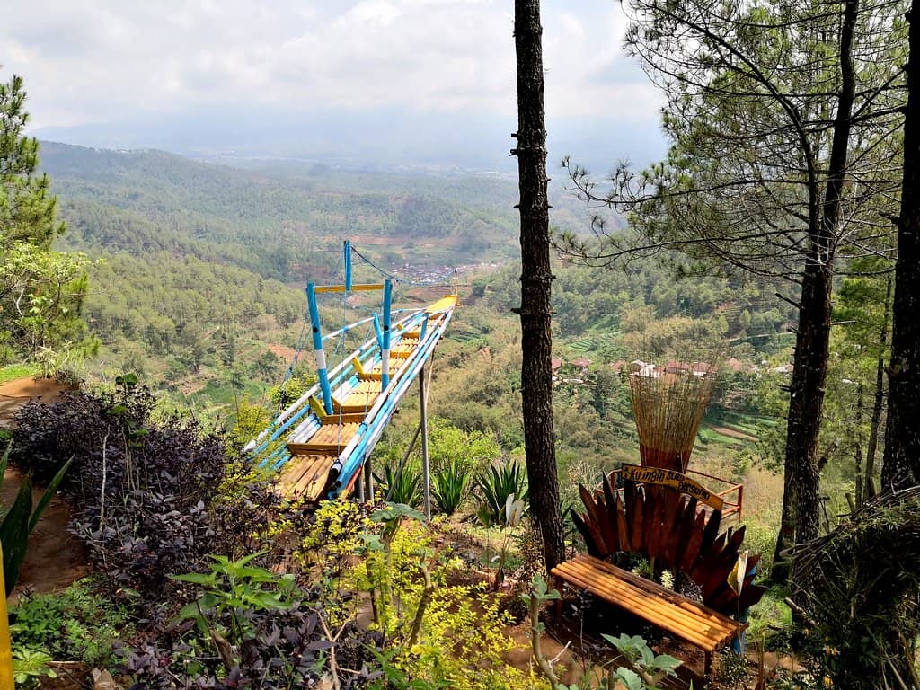 Pine Forest Ambiance