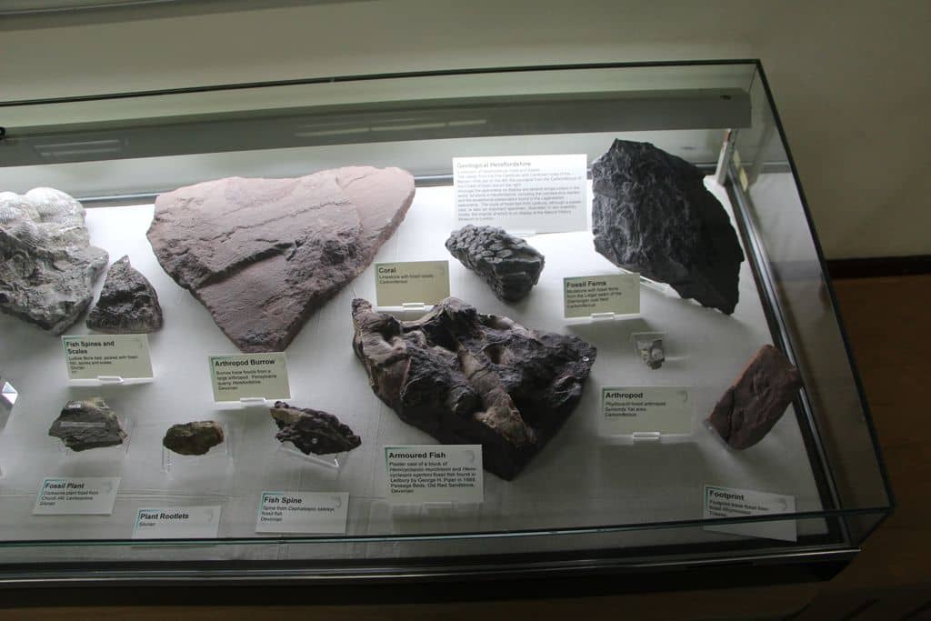 The Stuffed Sturgeon