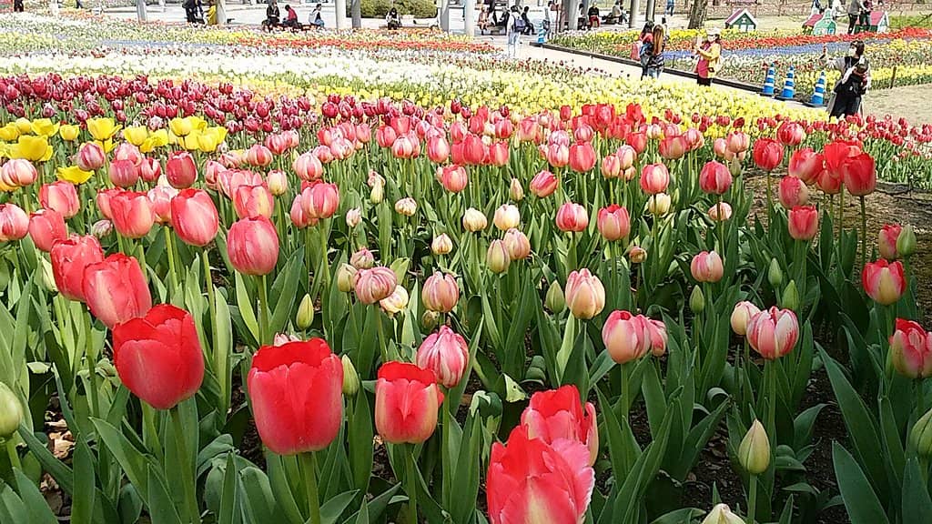 Seasonal Flower Gardens