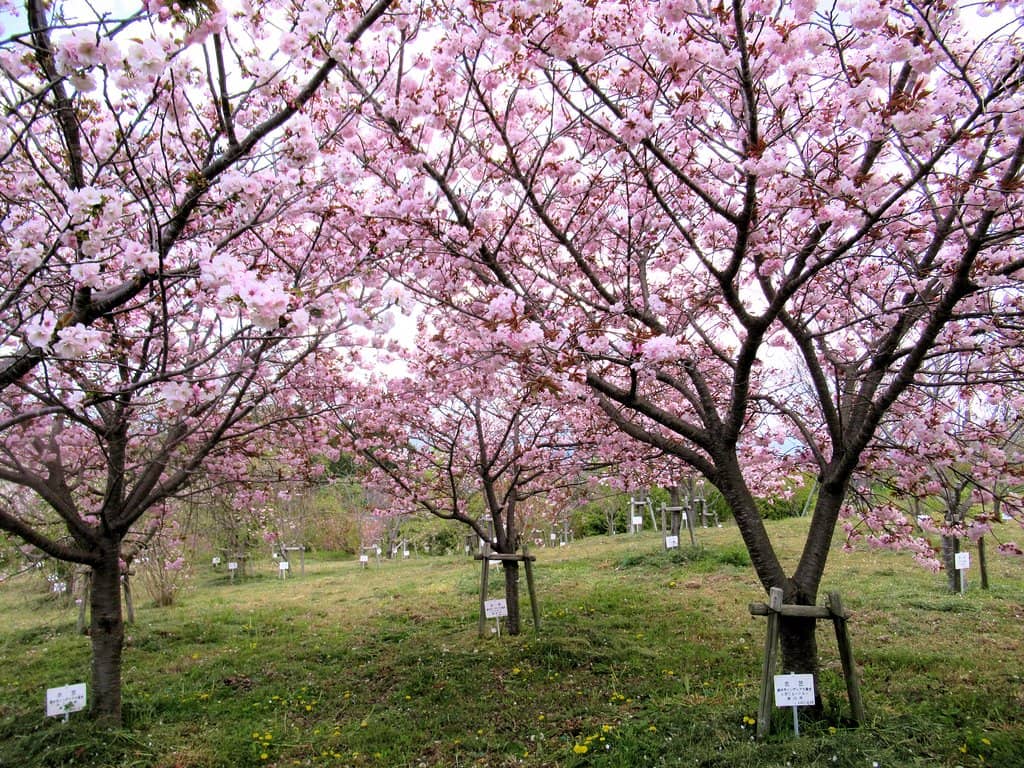 Rugby World Cup Host