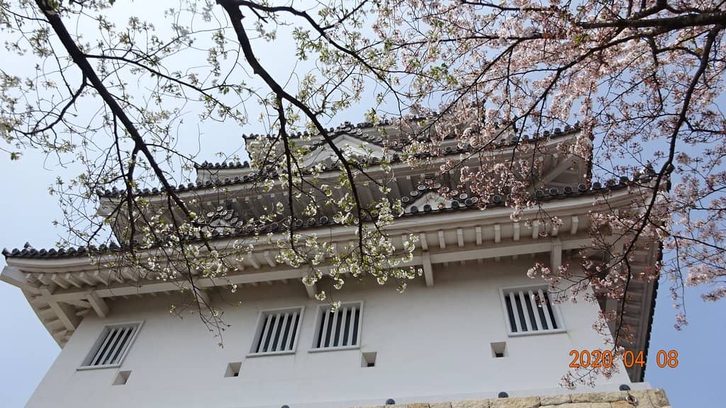 Cherry Blossom Season