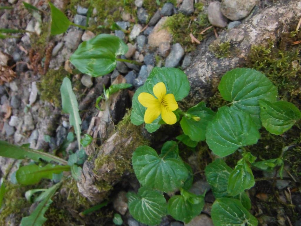 Forested Walking Trails