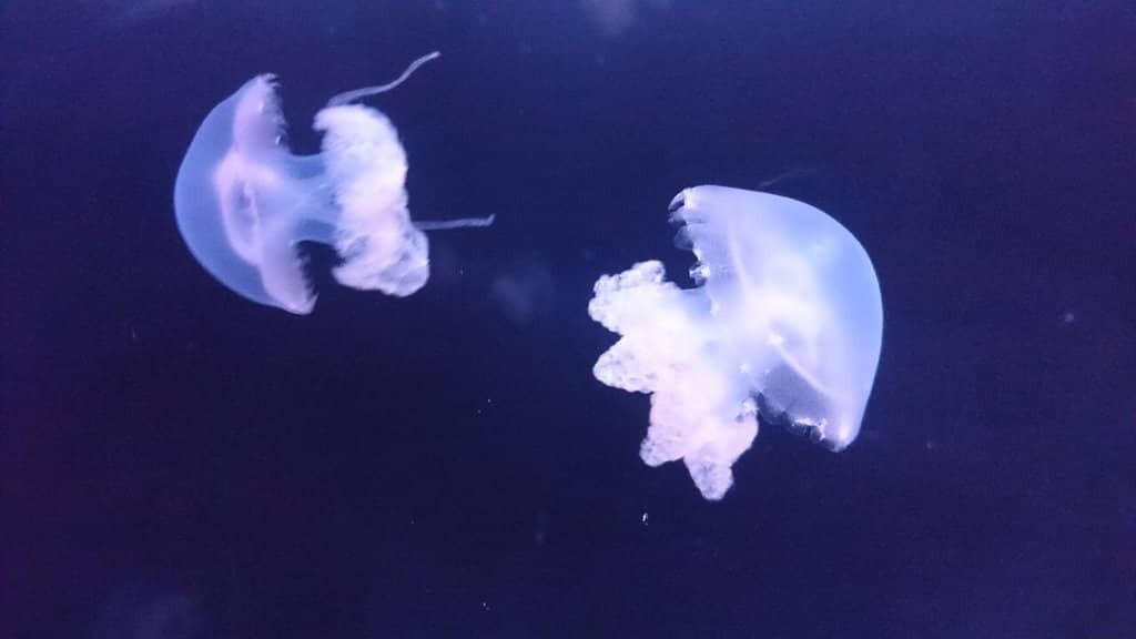 Interactive Kids' Zone