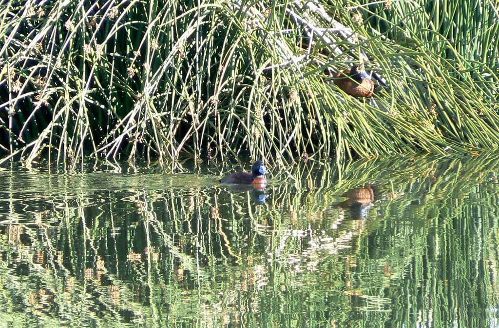 Serene Wetland Trails