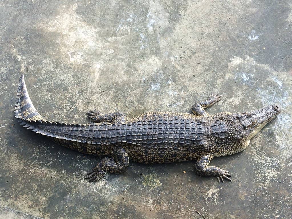 Massive Crocodile Population