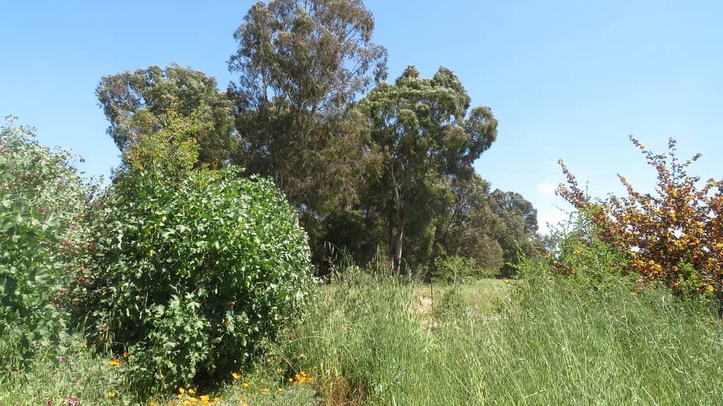 Native Plant Habitats