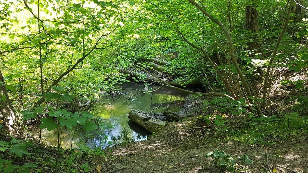 Interactive Nature Activities