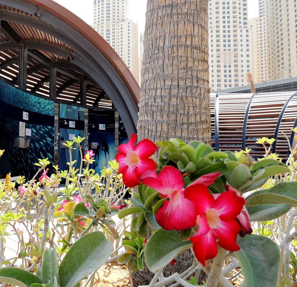JBR's Lively Promenade