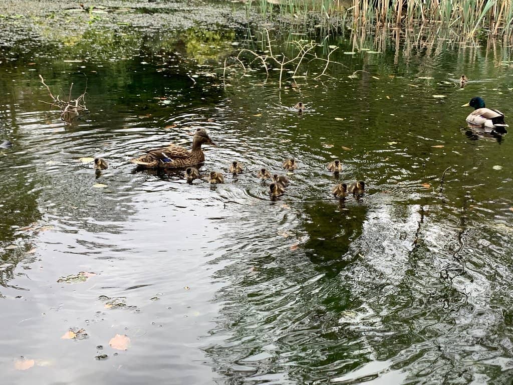 Wetland and Wildlife Area
