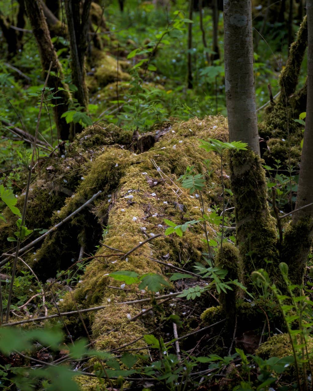 Scenic Lookout Points