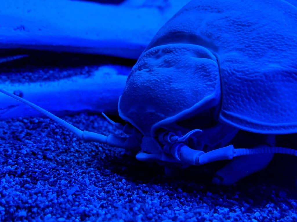 Bioluminescent Wonders