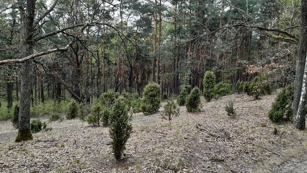 Moose and Wildlife Spotting