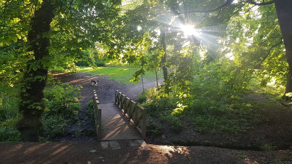 Peaceful Pond & Wildflower Meadows