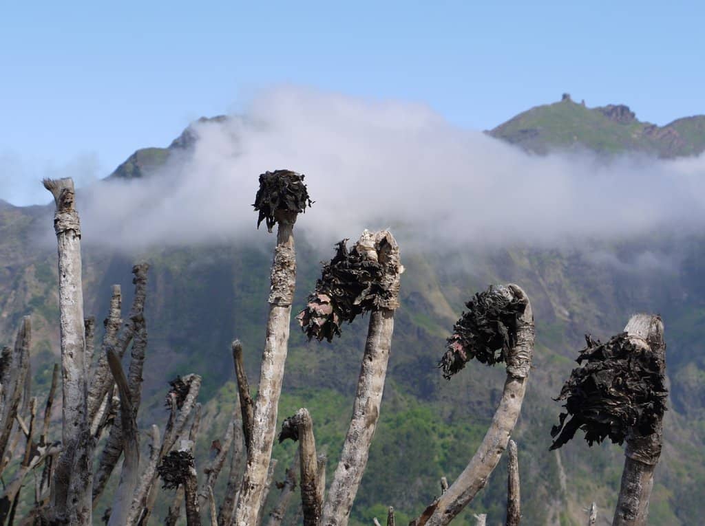 Panoramic Mountain Vistas