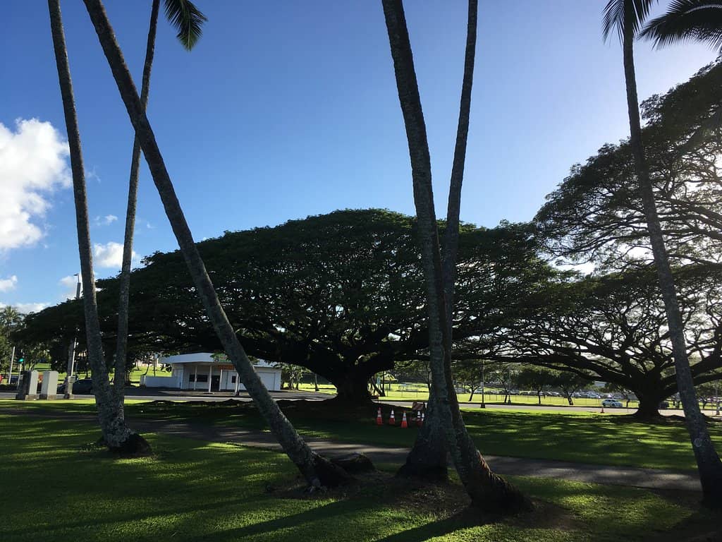 Outrigger Canoe Racing