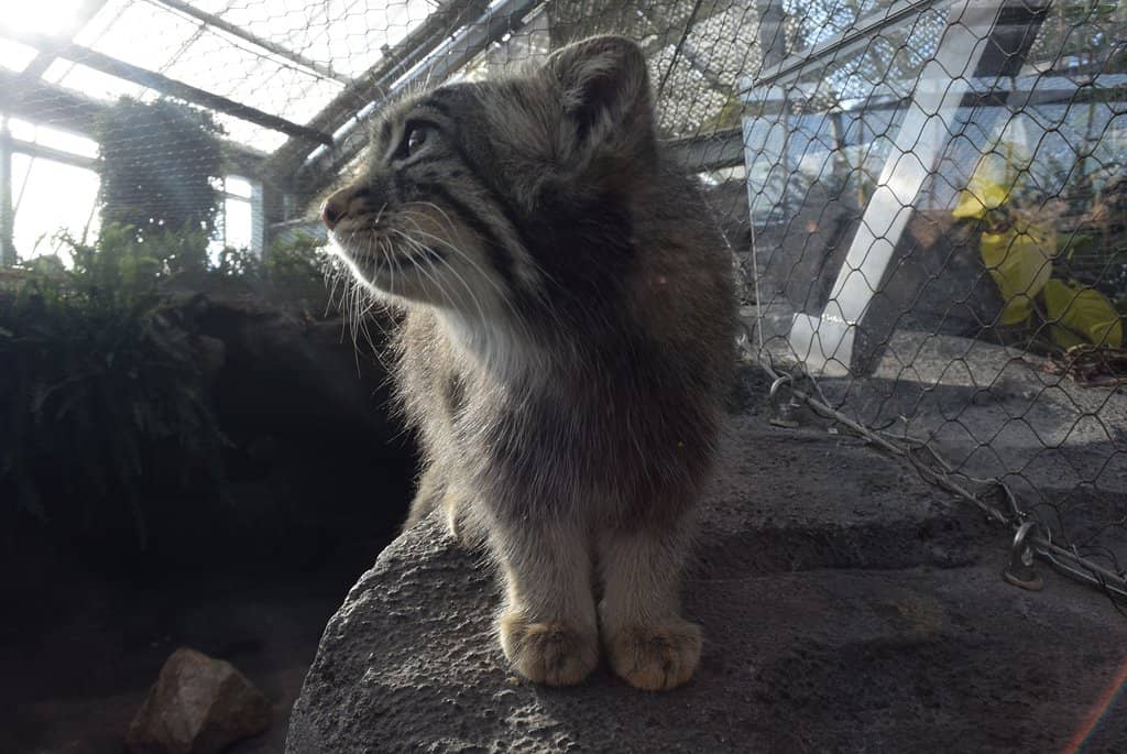 Manul (Pallas's Cat)