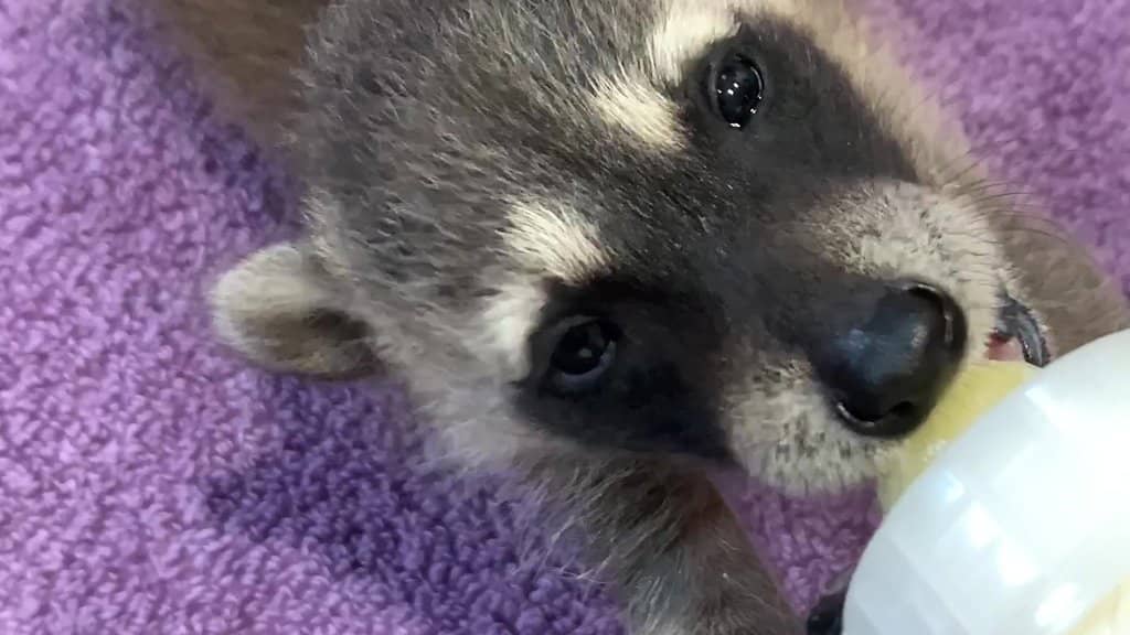 Interactive Animal Encounters