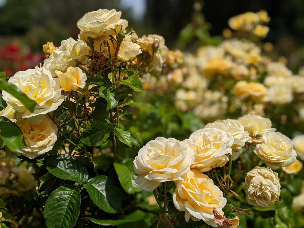 Fall Foliage Spectacle