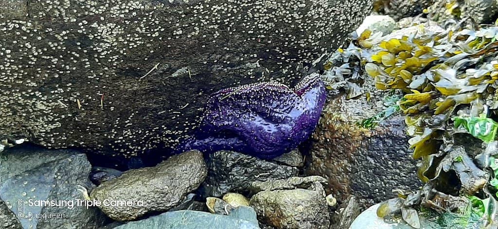 Sasamat Lake & White Pine Beach