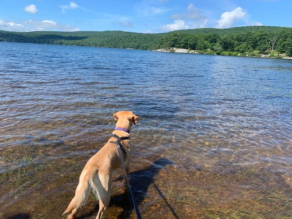 Bare Rock Trail (Orange)