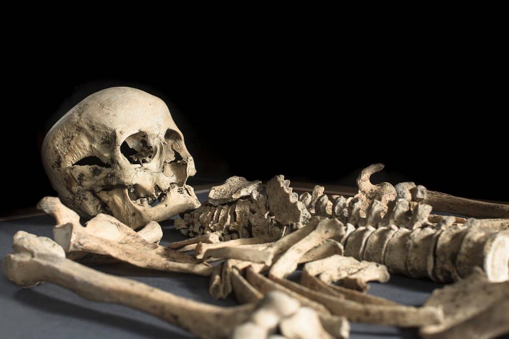 Viking Dublin Experience