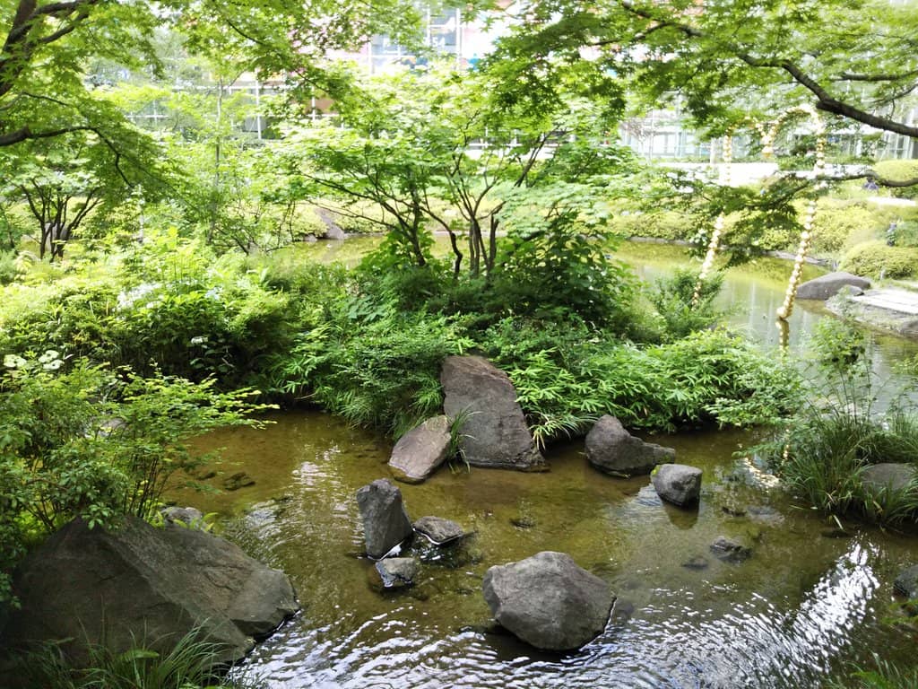 Nighttime Cherry Blossom Illumination