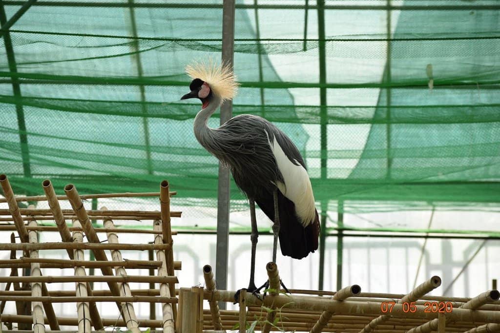 Tropical Bird Collection