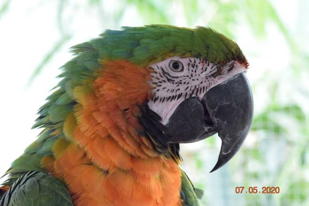 Free-Roaming Peacocks