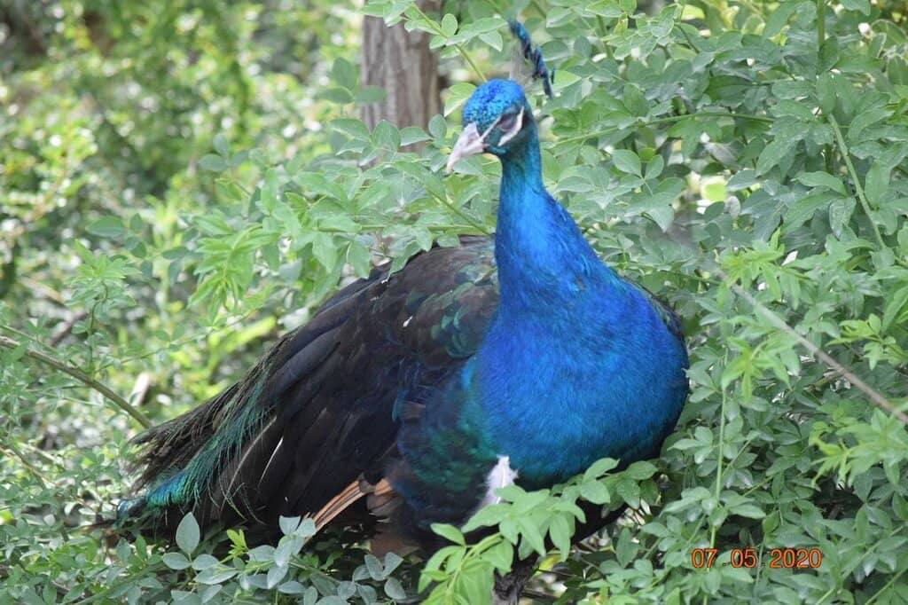 The Grand Aviary Dome