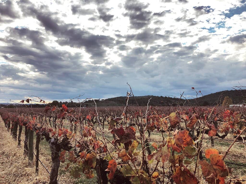 Unique Cellar Door Ambiance