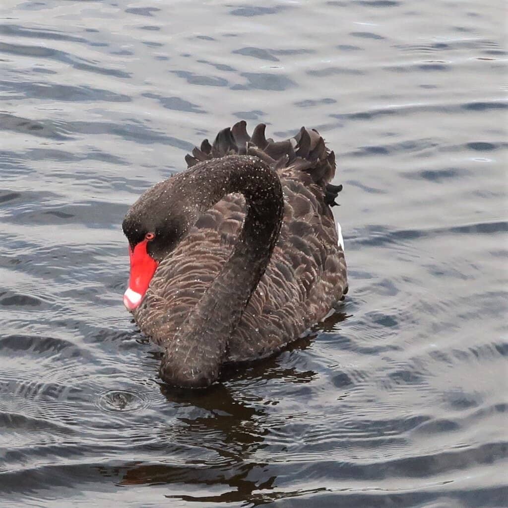 Scenic Wetland Boardwalk