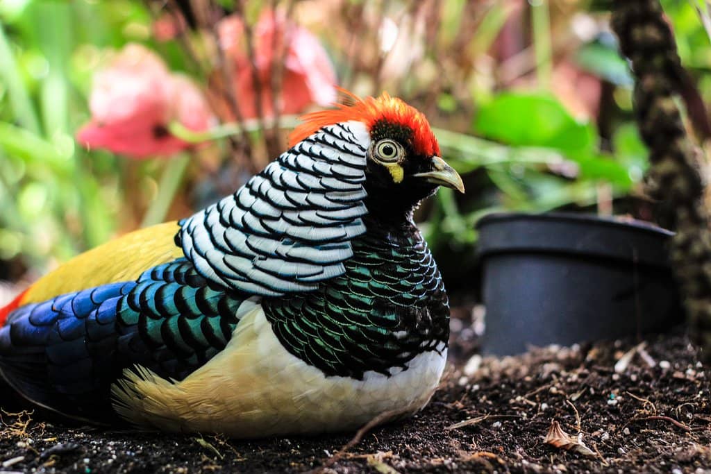 Lush Tropical Flora