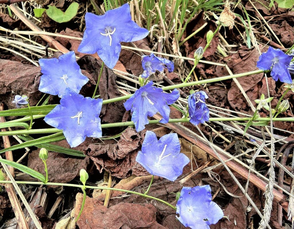 Vast Lavender Fields