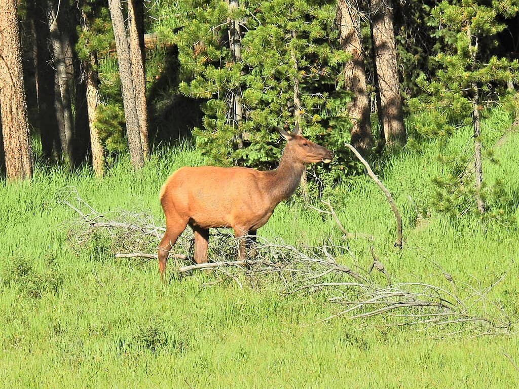 Trail Ridge Road