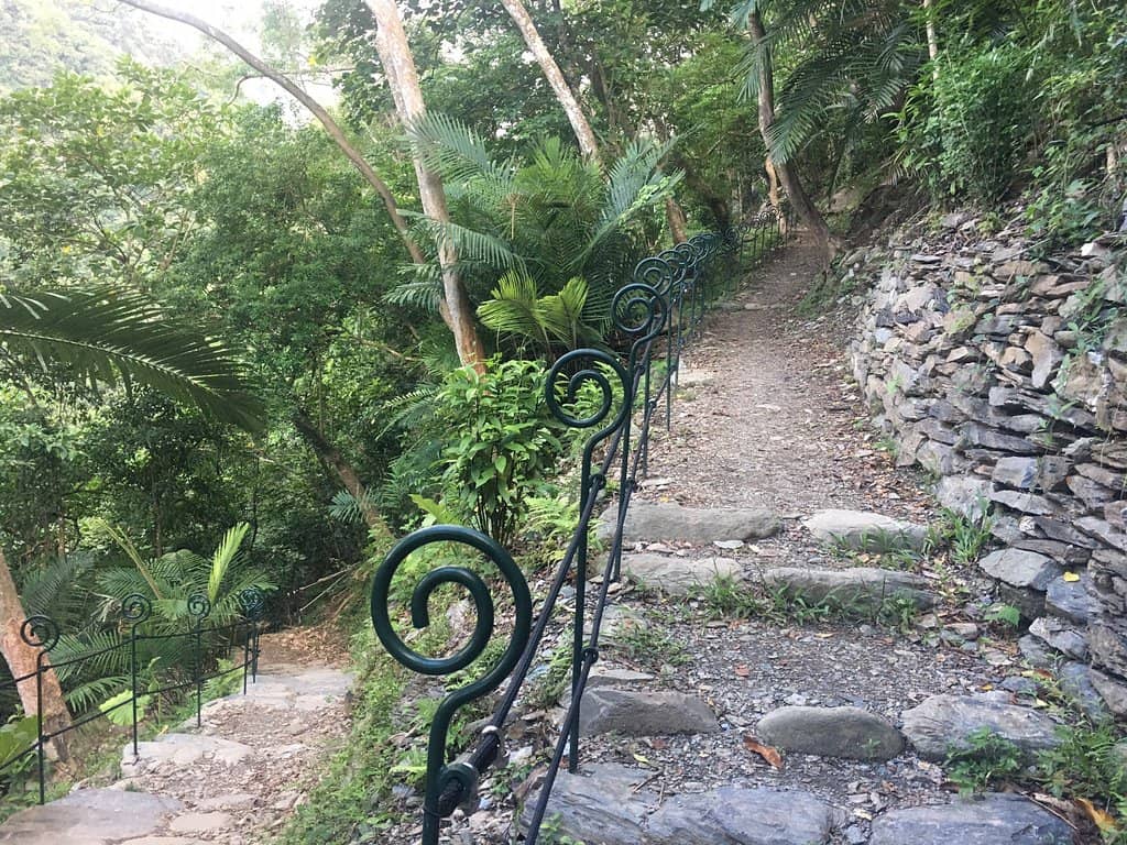 Stunning Banyan Trees