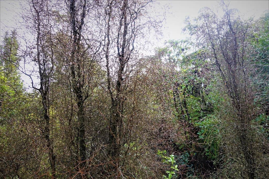 Native Flora & Fauna