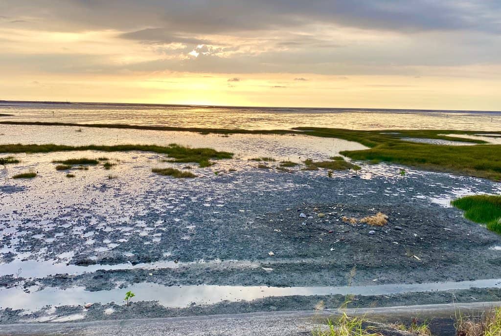 Crab and Bird Watching