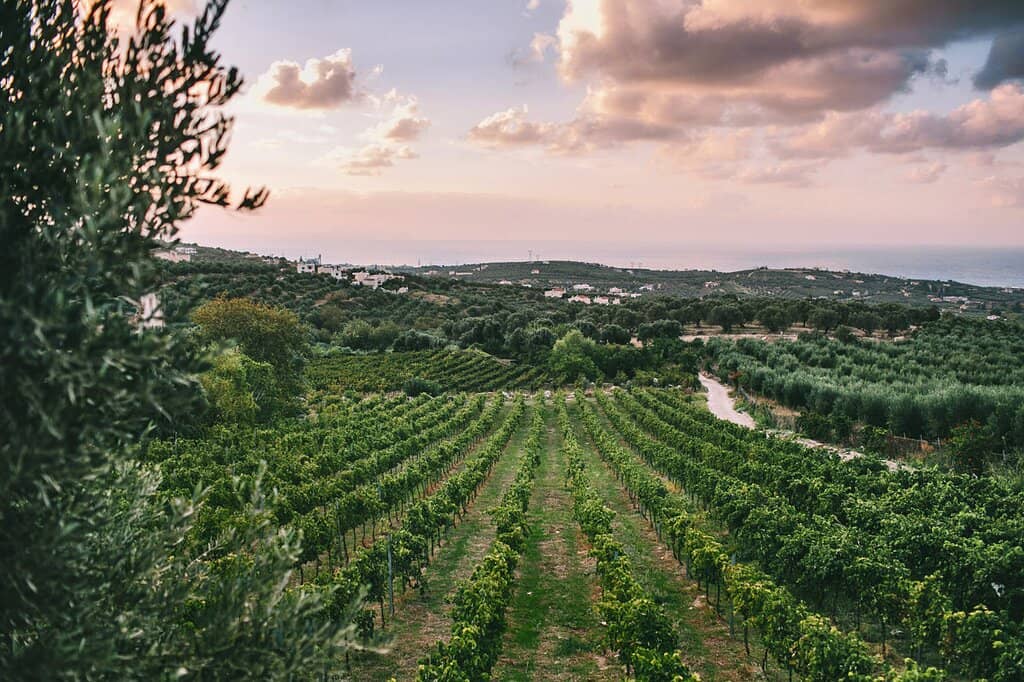 Sunset Dining Experience