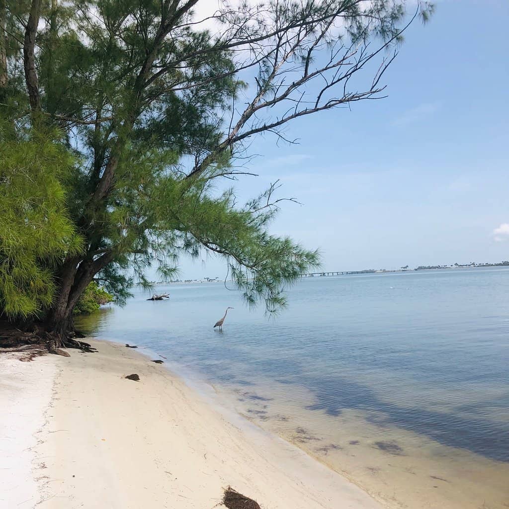 Wildlife Observation