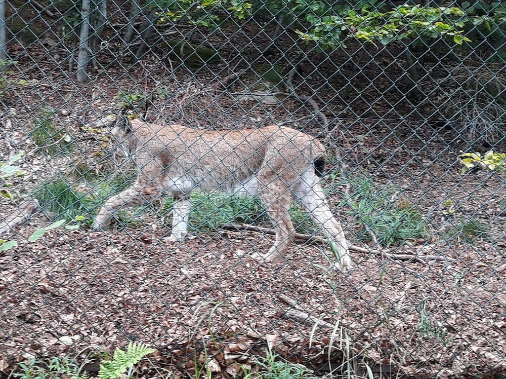 Knowledgeable Ranger Talks