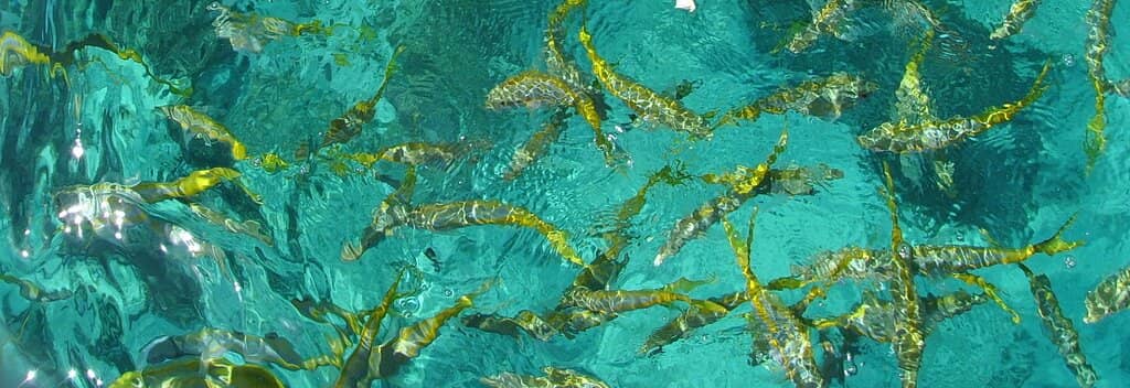 Crystal-Clear Turquoise Waters