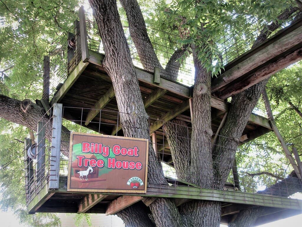 Legendary Apple Cider Donuts